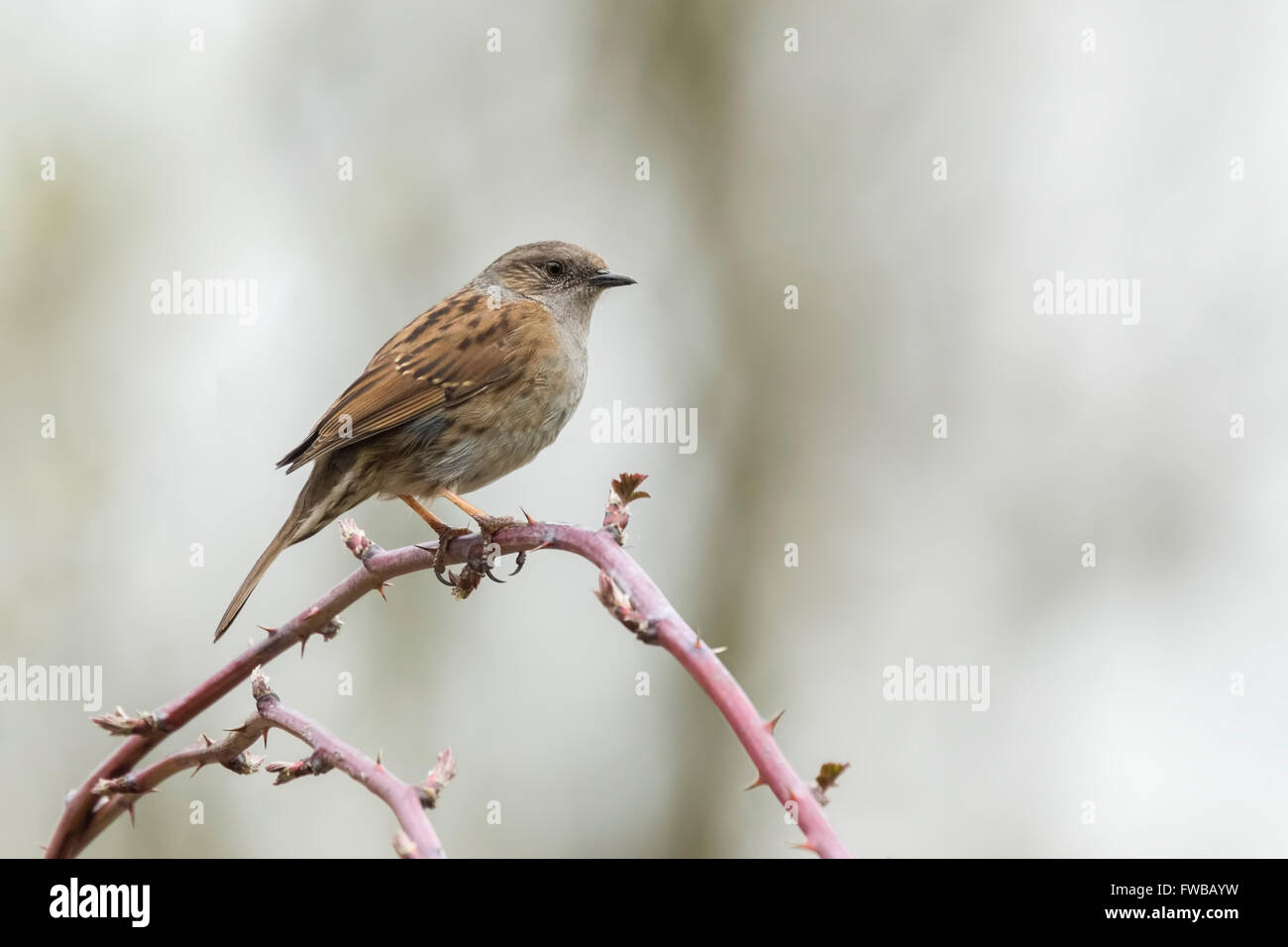 Dunnock bird, Prunella modularis, perched on Rubus and singing a morning song. Stock Photo