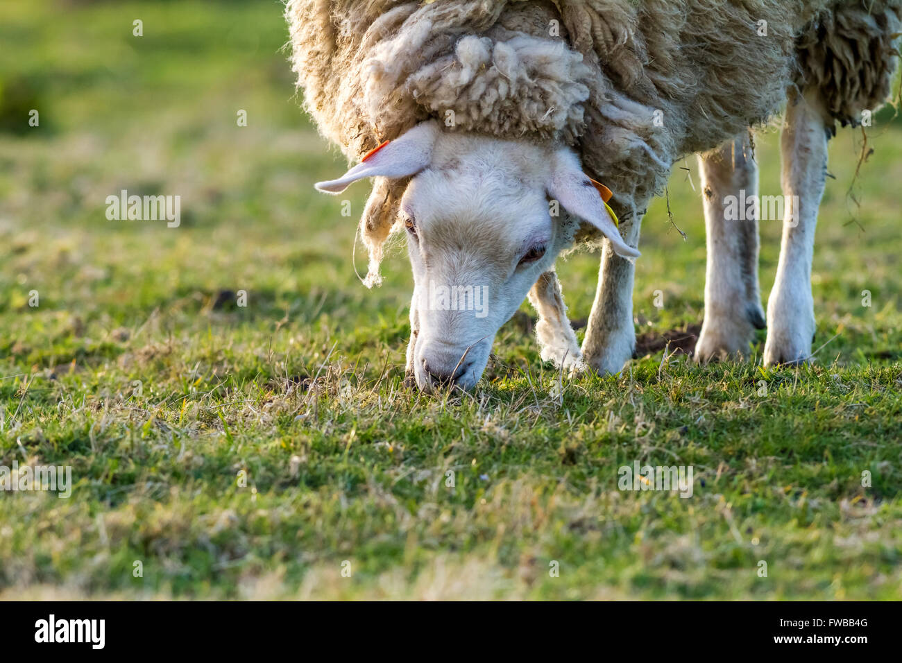 the sheep on pasture is grass eating Stock Photo - Alamy