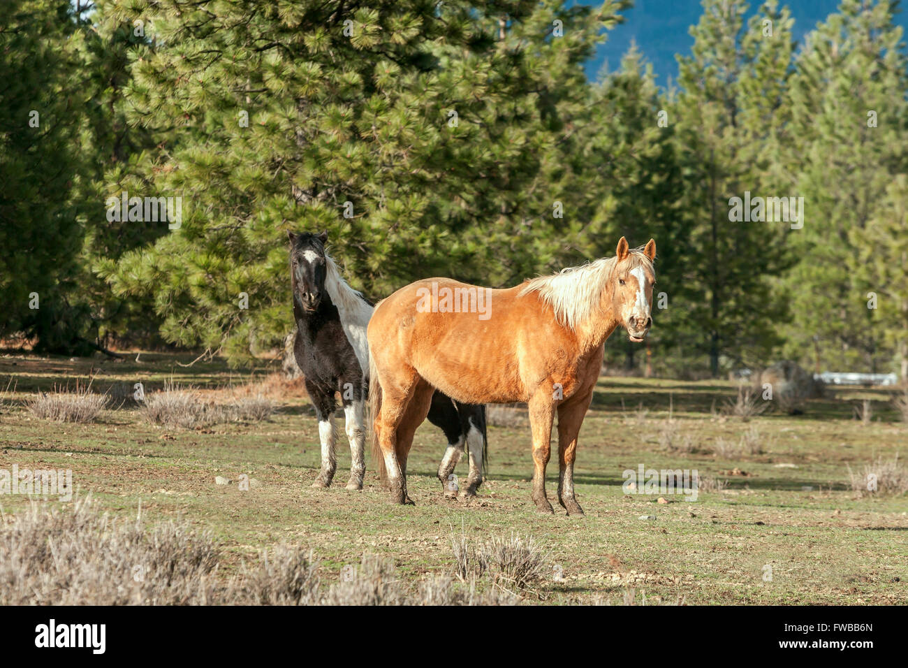 Two horses looking at camera Stock Photo - Alamy