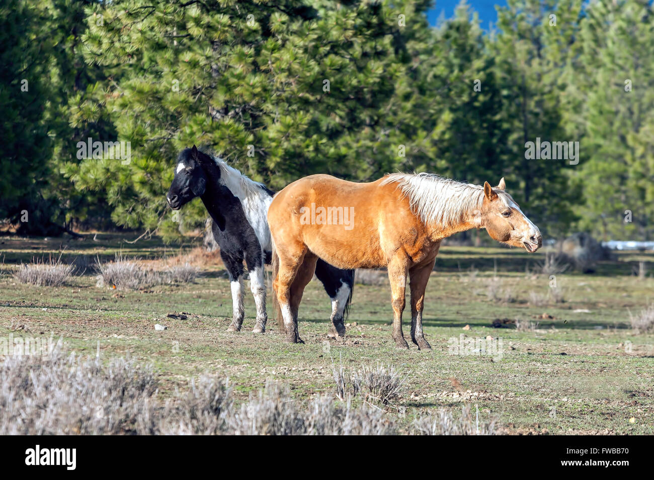 Two horses stand in field Stock Photo Alamy