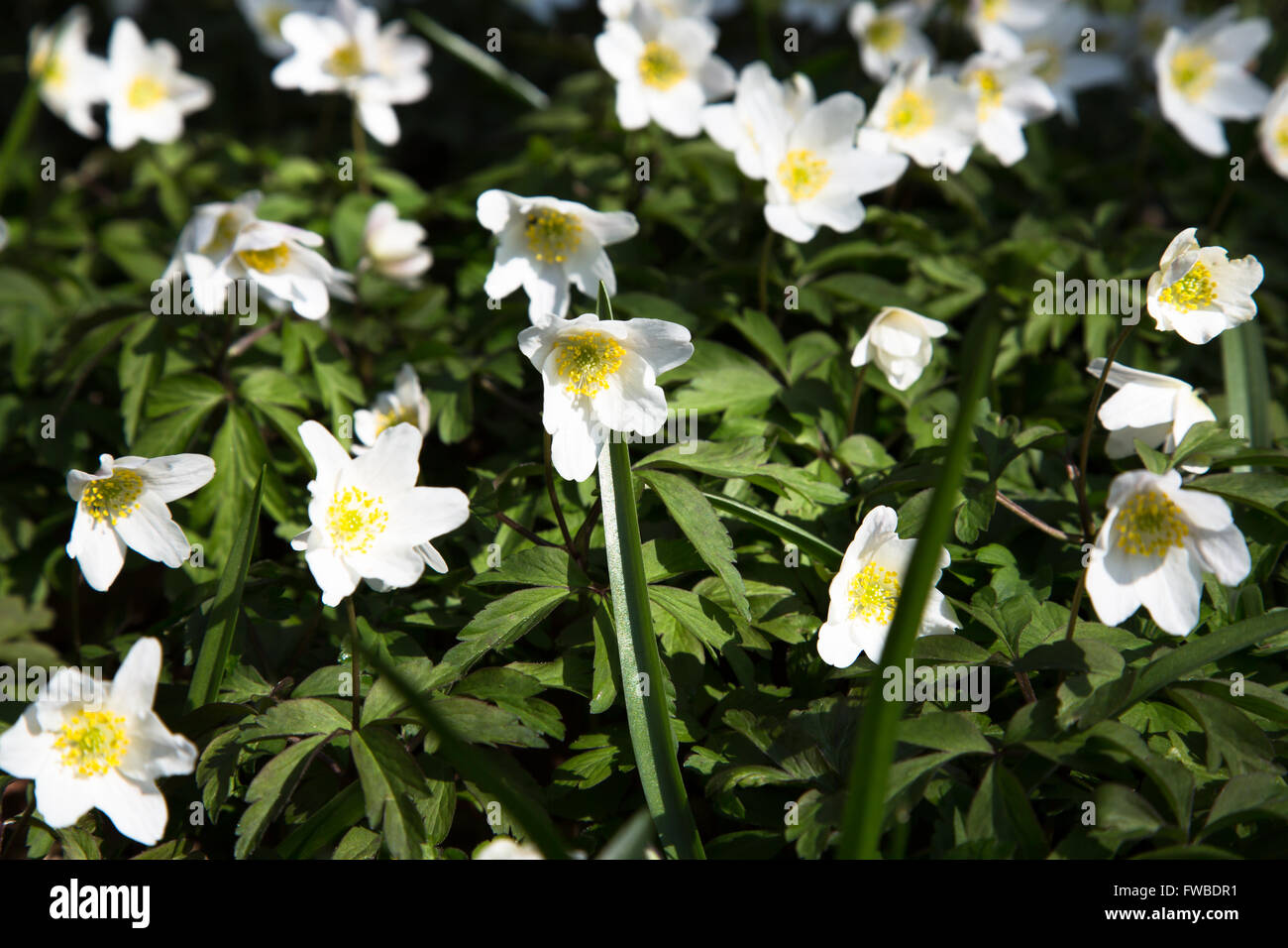 An image of a section of Wood Anemone (Anemone nemorosa) carpeting the
