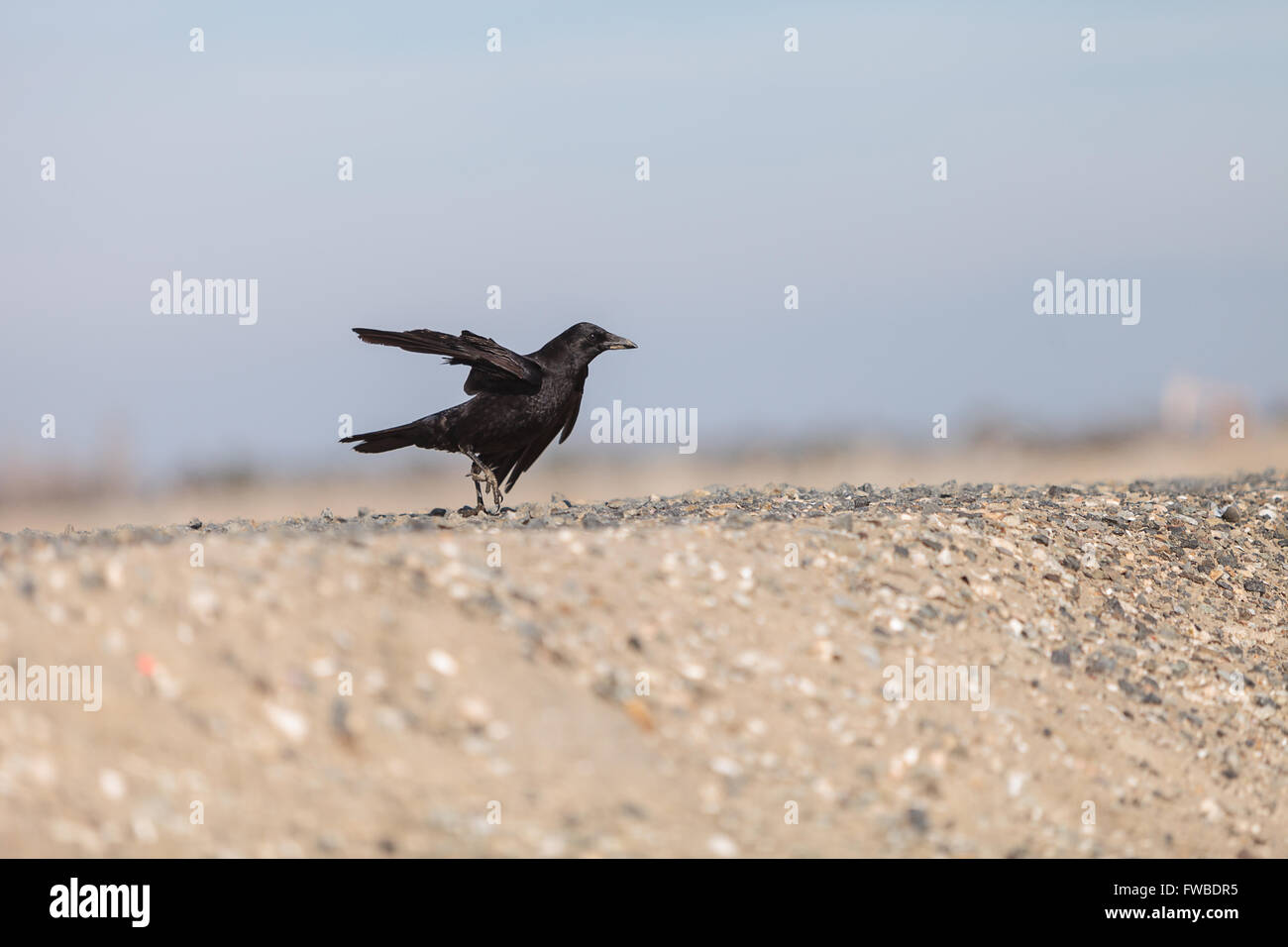 Black raven bird flies across a marsh, foraging for muscles and fish in the spring in Southern California. Stock Photo