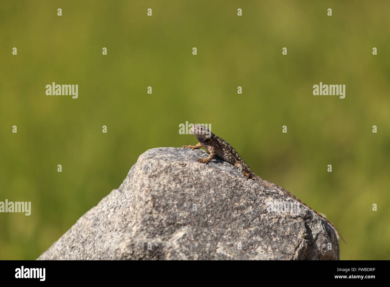 Brown common fence lizard, Sceloporus occidentalis, perches on a rock with a green background in Southern California. Stock Photo