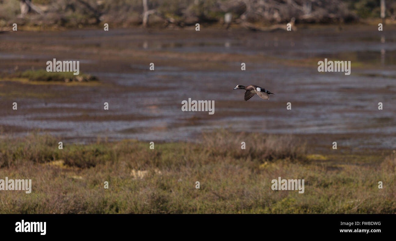 Green winged teal, Anas crecca, a waterfowl bird with a green stripe through its eye, flies over the marsh estuary of Upper Newp Stock Photo