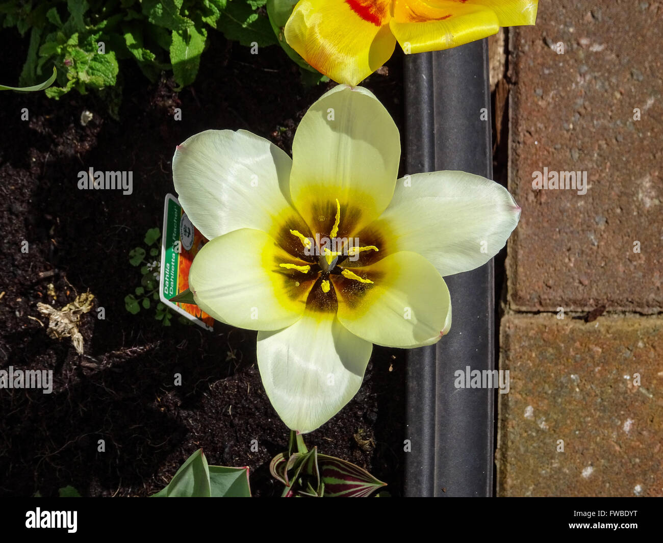 white and yellow tulip Stock Photo - Alamy