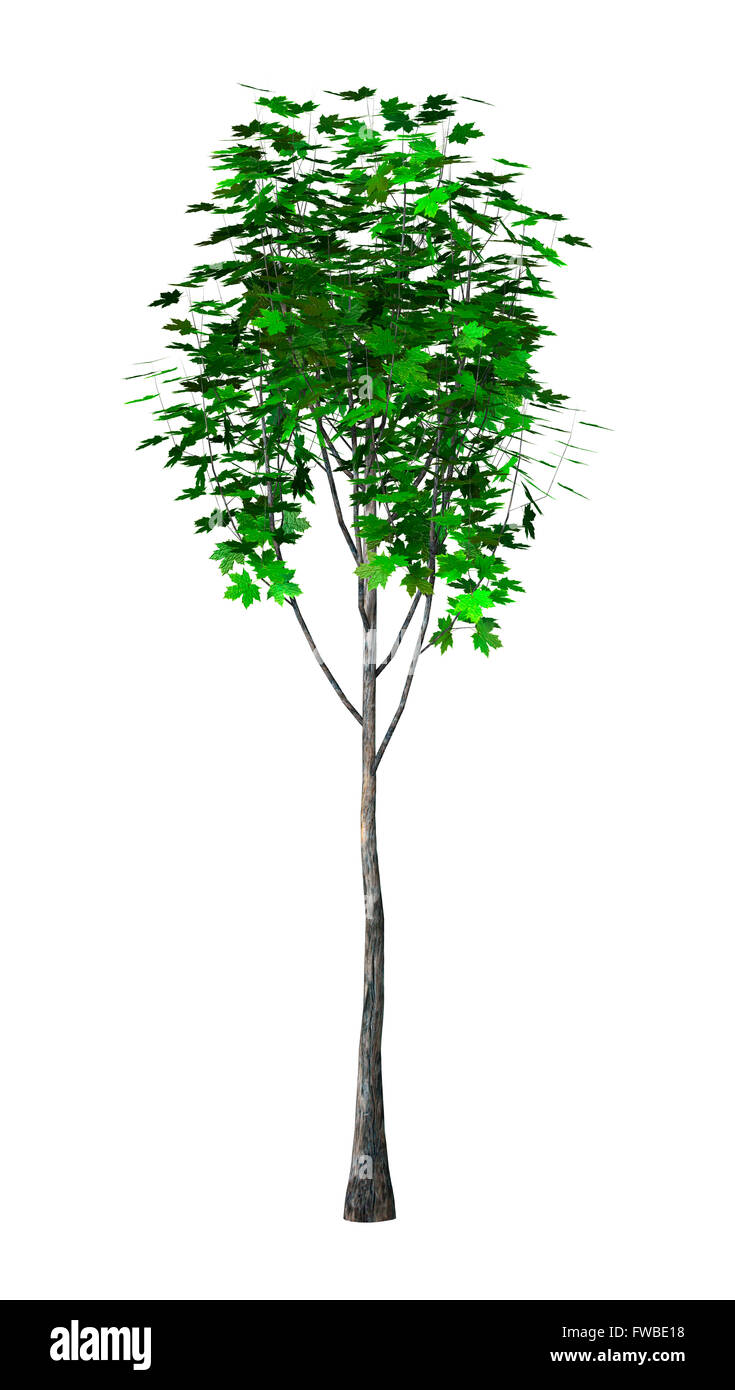 Green Maple Tree Rendering 3D illustration of a green maple tree isolated on white background ...