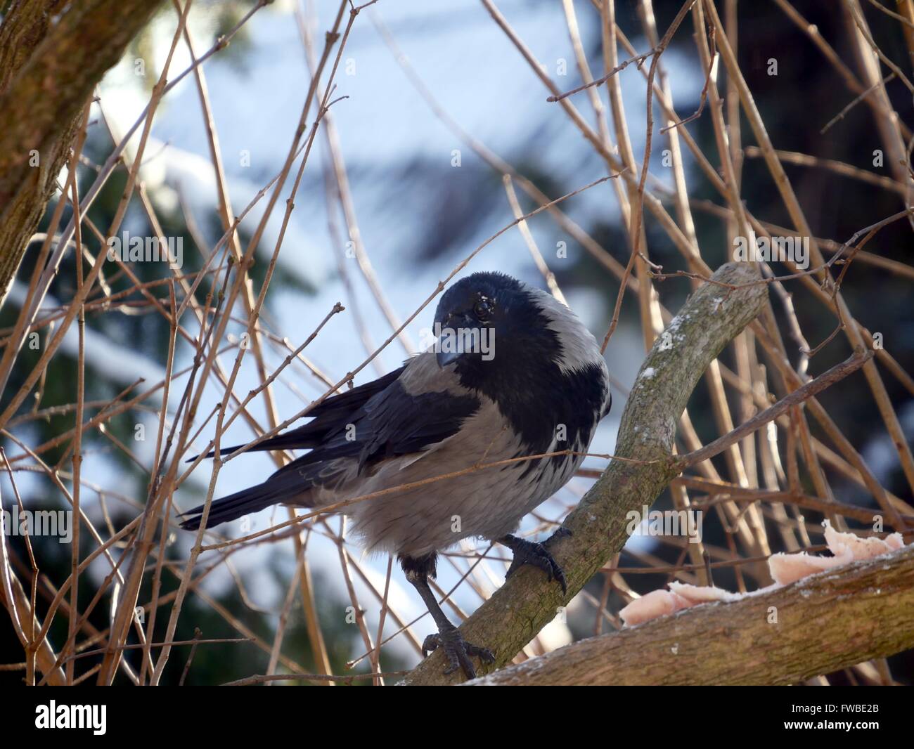 Crow on tree hires stock photography and images Alamy