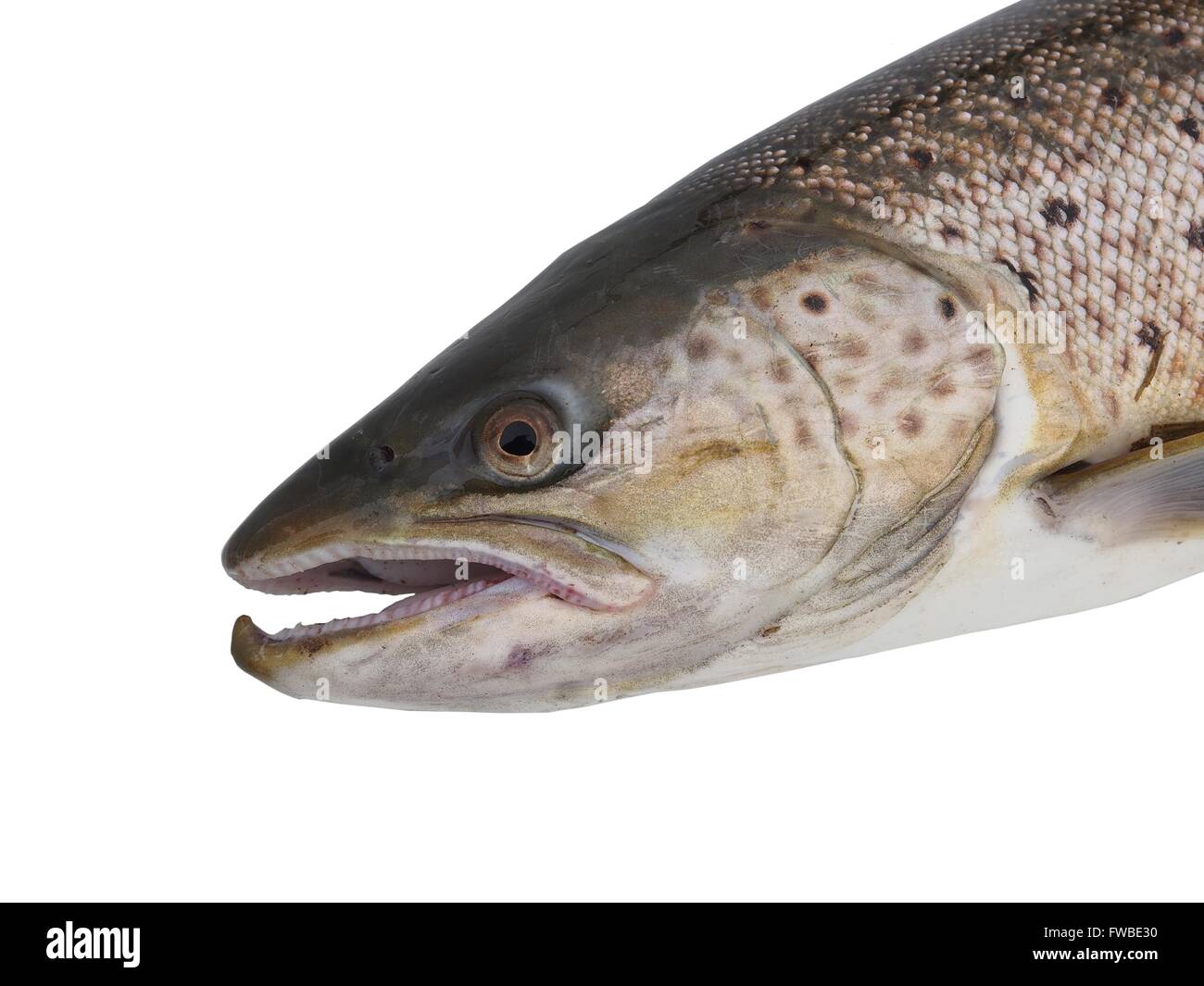 big salmon on white background Stock Photo