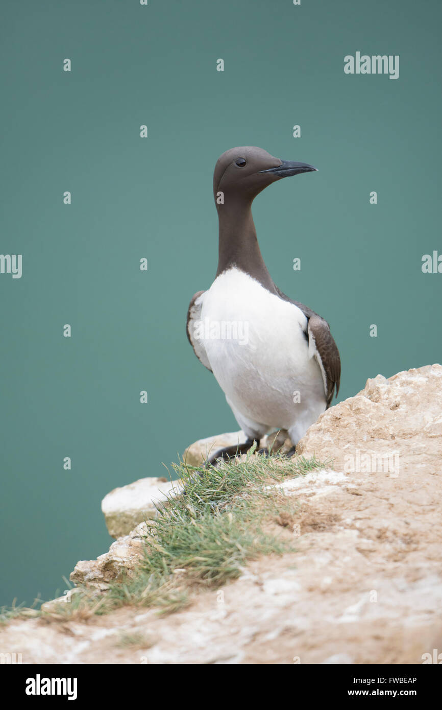 An adult Guillemot (Uria aalge)  in summer breeding plumage on cliff edge with sea in background, Bempton Cliffs, East Yorkshire Stock Photo