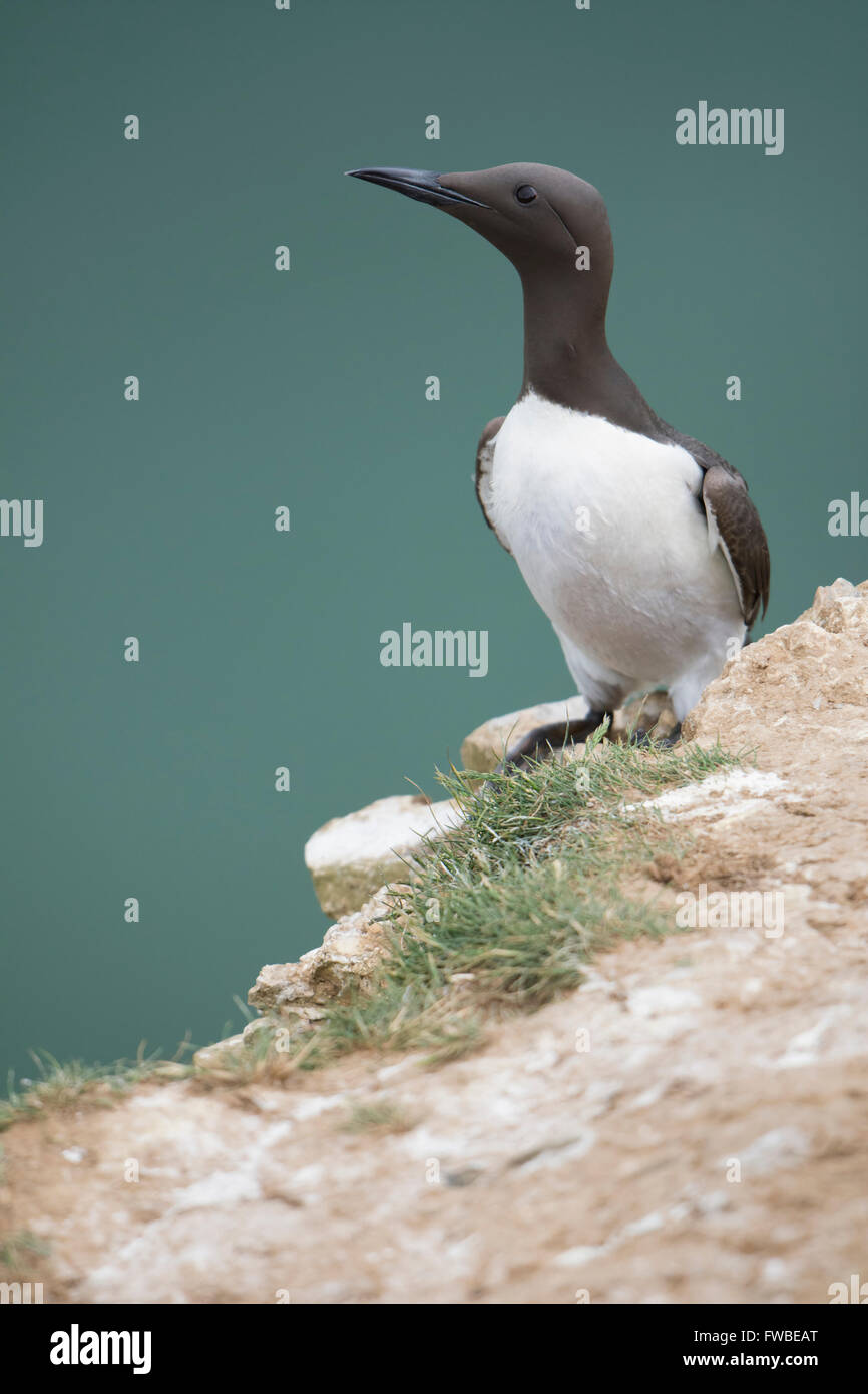 An adult Guillemot (Uria aalge) in summer breeding plumage on cliff edge with sea in background, Bempton Cliffs, East Yorkshire Stock Photo