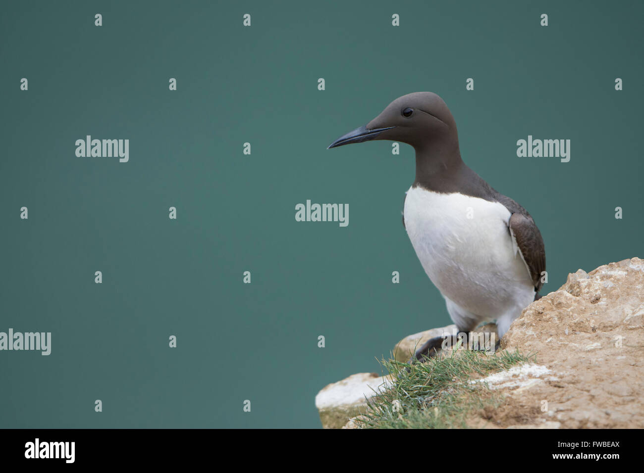 An adult Guillemot (Uria aalge) in summer breeding plumage on cliff edge with sea in background, Bempton Cliffs, East Yorkshire Stock Photo