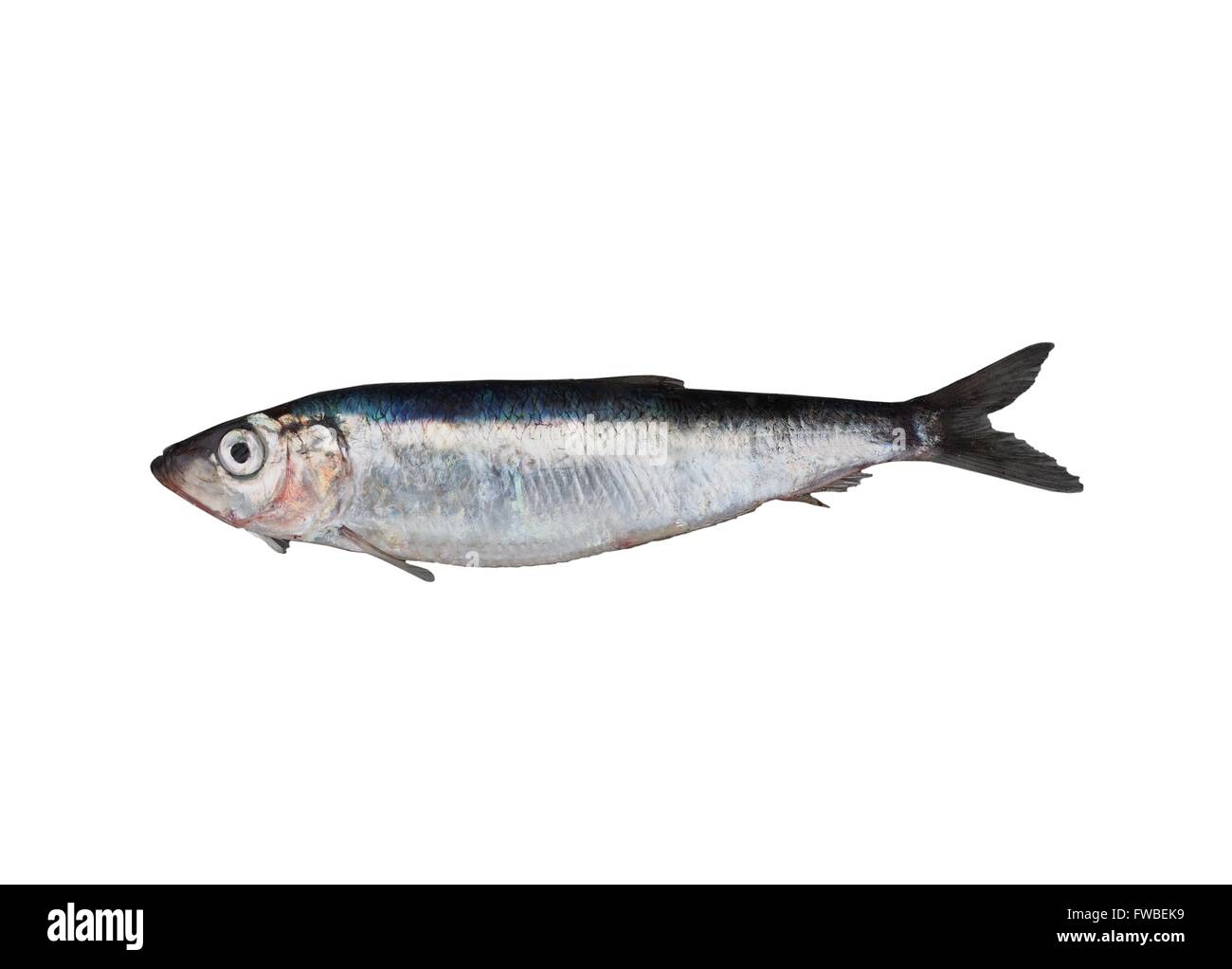 fresh herring on white background Stock Photo