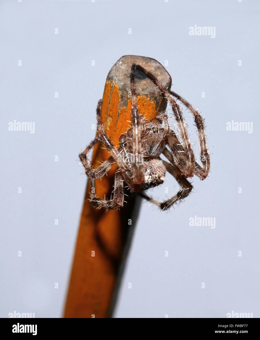 cross spider on old pencil Stock Photo