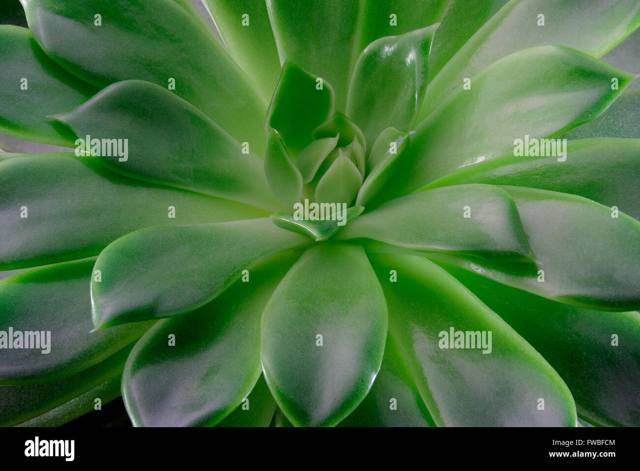 Echeveria succulent plant, macro photography, top view Stock Photo