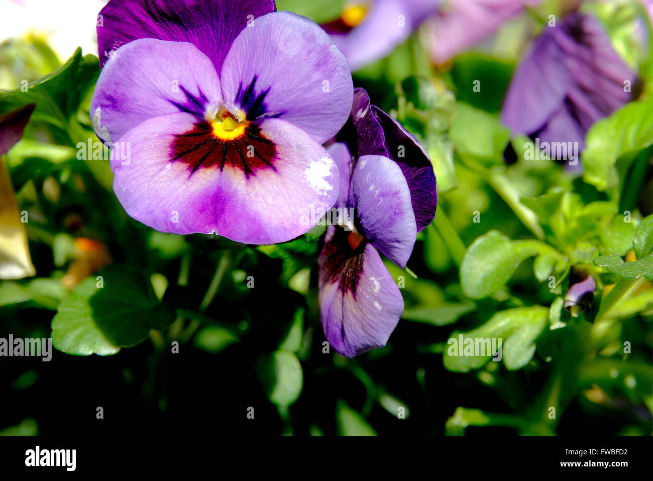 Botanic gardening plant : macro shot of purple viola cornuta (horned pansy or horned violet) Stock Photo