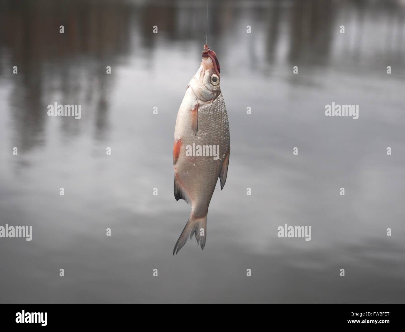 bream on fishing-rod on background of water Stock Photo