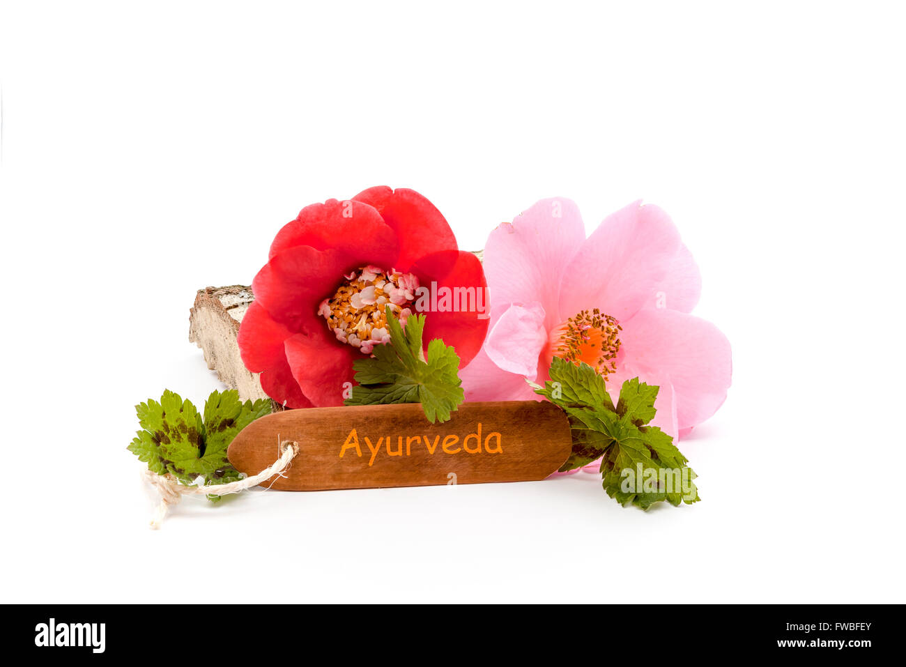 Trunk with flower theme for Ayurveda on an white background Stock Photo