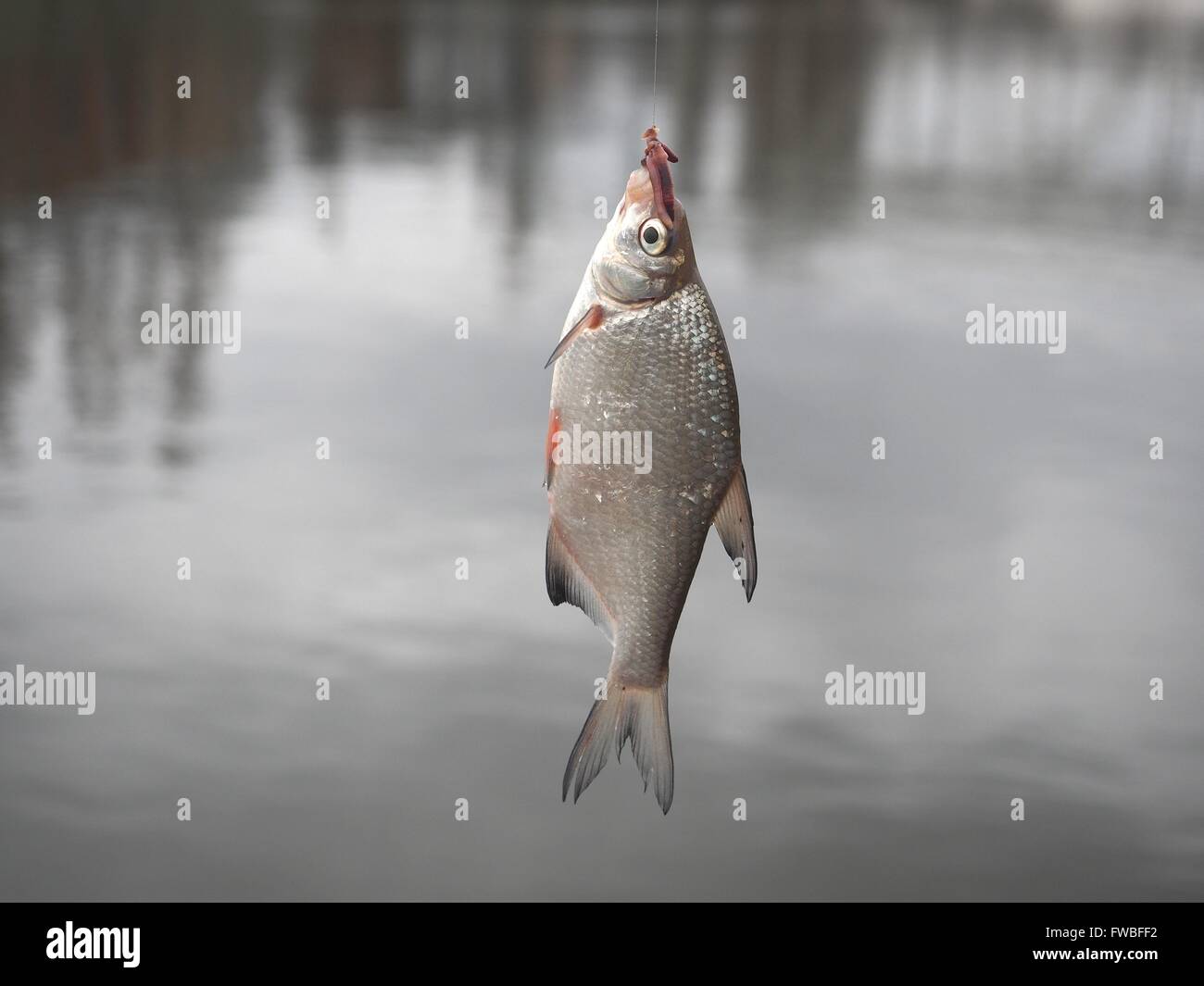bream on fishing-rod on background of water Stock Photo