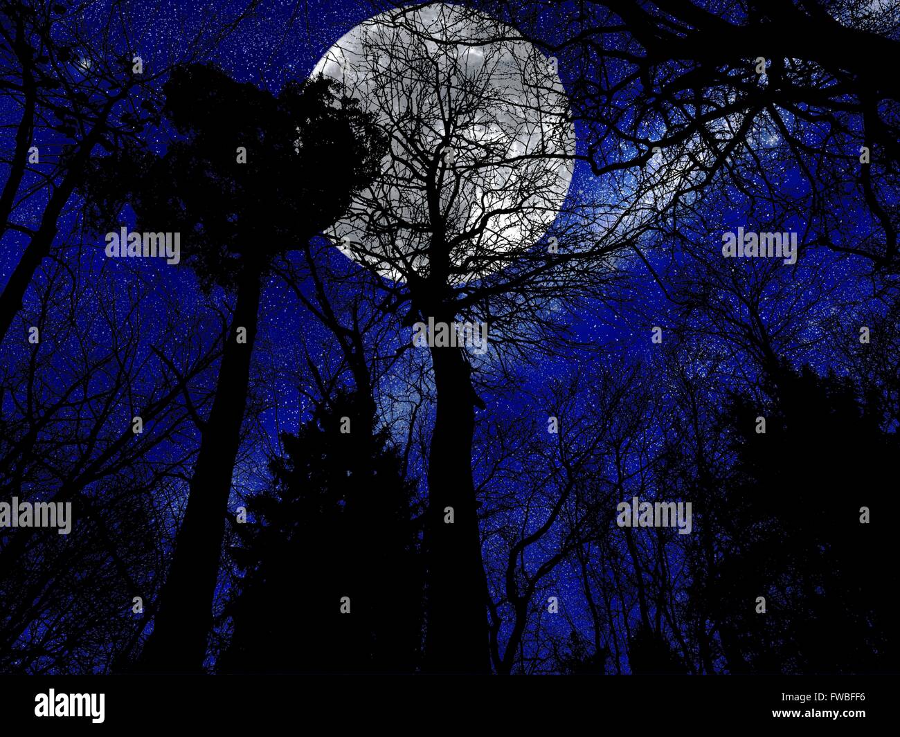 Forest On Mysterious Full Moon Background Stock Photo Alamy