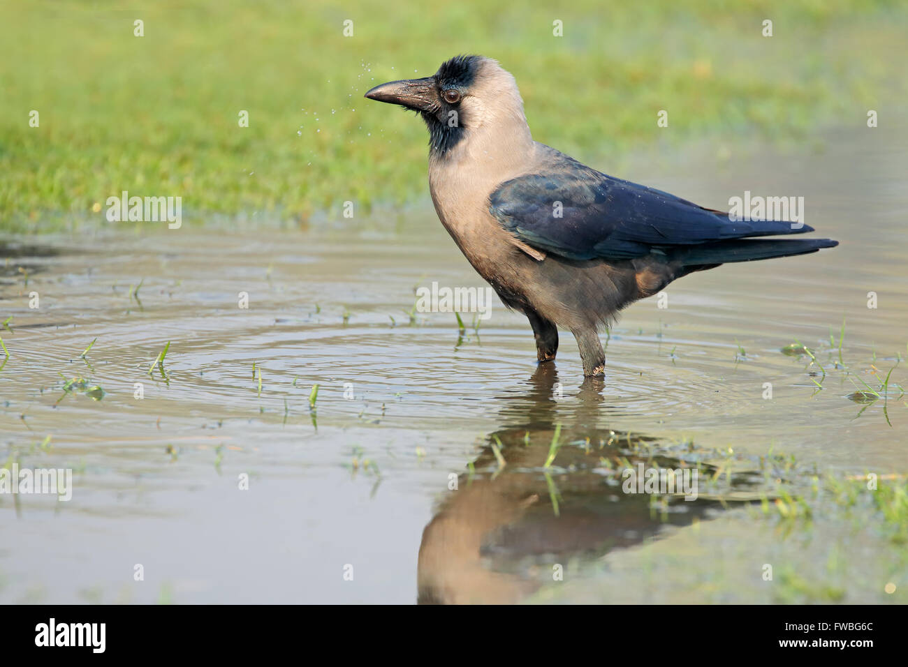 An Indian house crow (Corvus splendens) standing in water, India Stock Photo