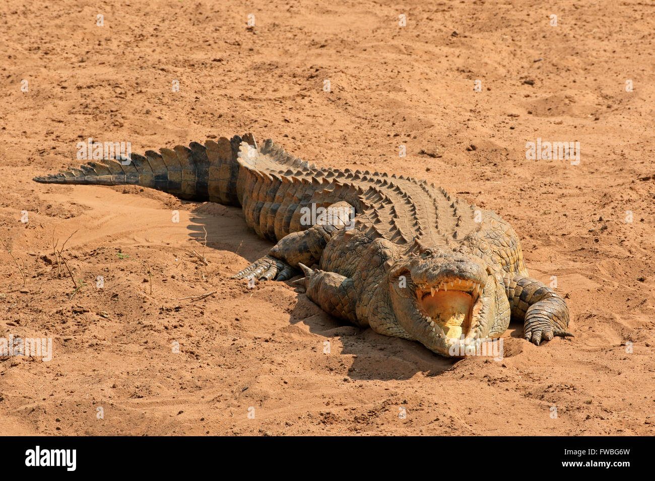 A Nile crocodile (Crocodylus niloticus) basking with open jaws, Kruger National Park, South Africa Stock Photo