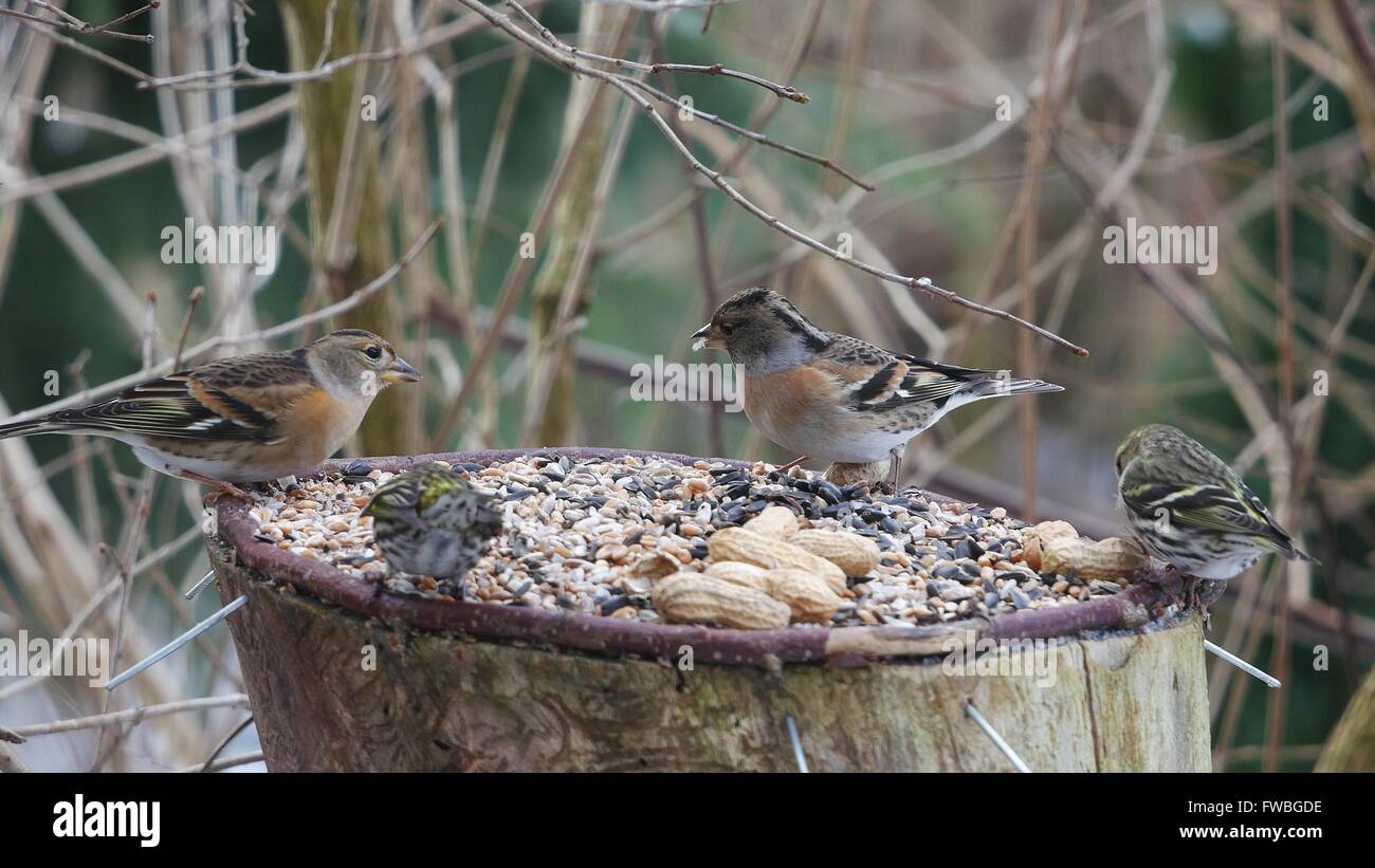 two brambling  and siskin on forest background Stock Photo