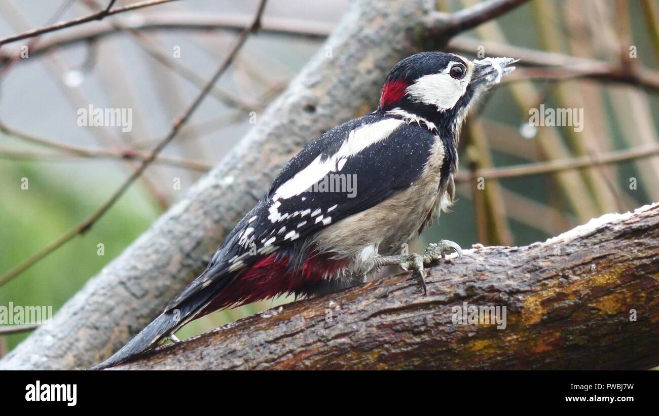 sitting on branch big woodpecker Stock Photo
