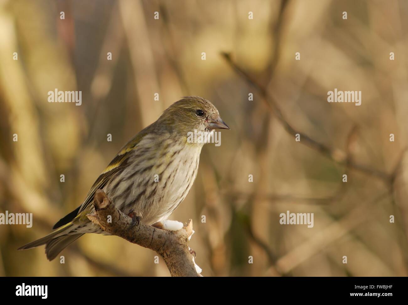 bird siskin  on forest background Stock Photo