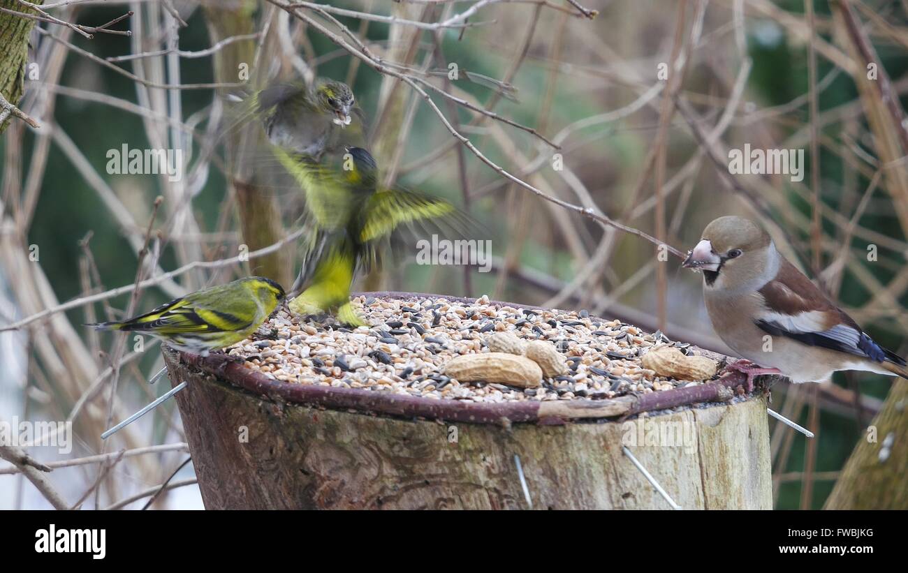 siskin and hawfinch on forest background Stock Photo