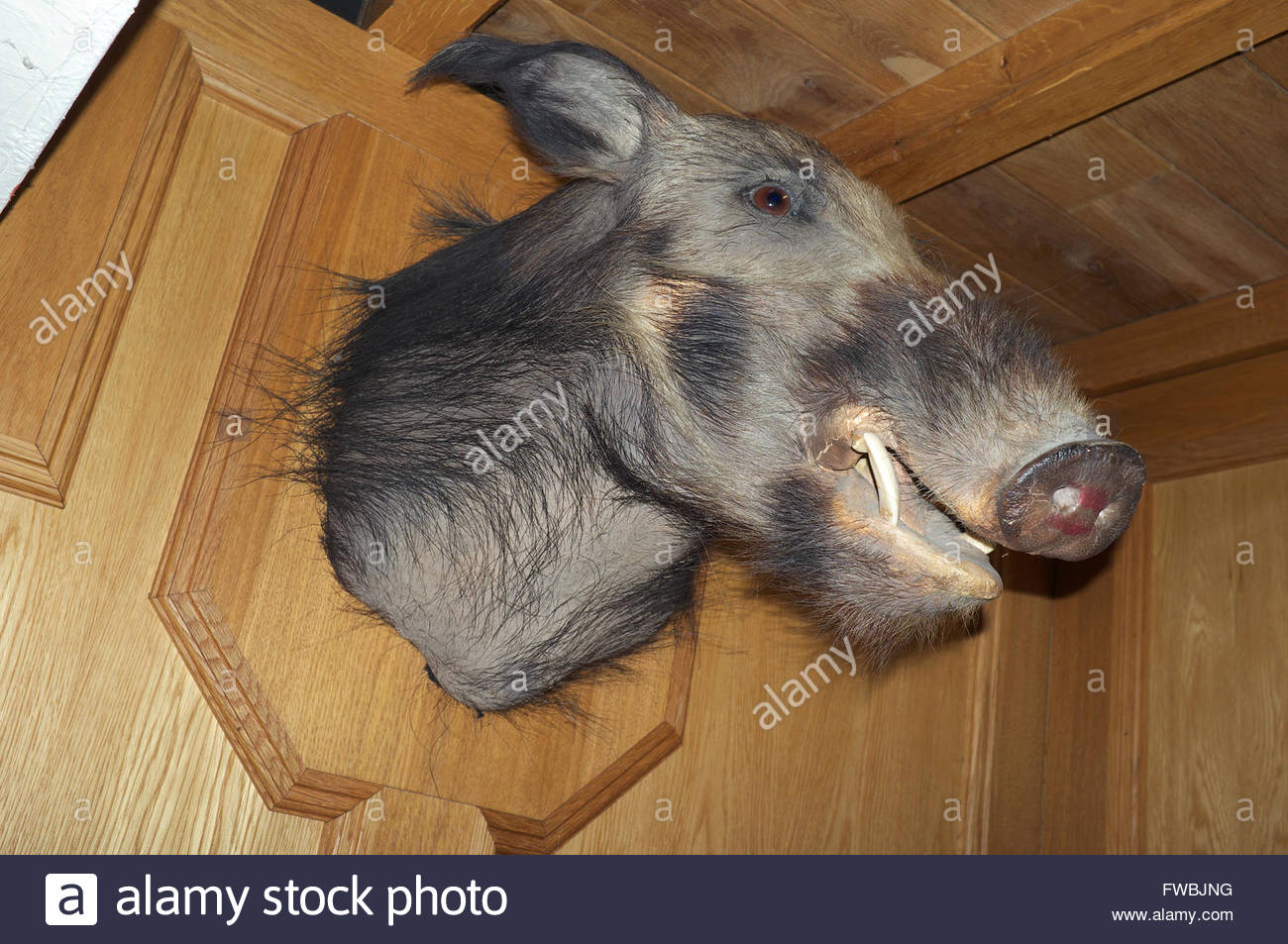 Khia lick it lyrics Pig sperm jockey