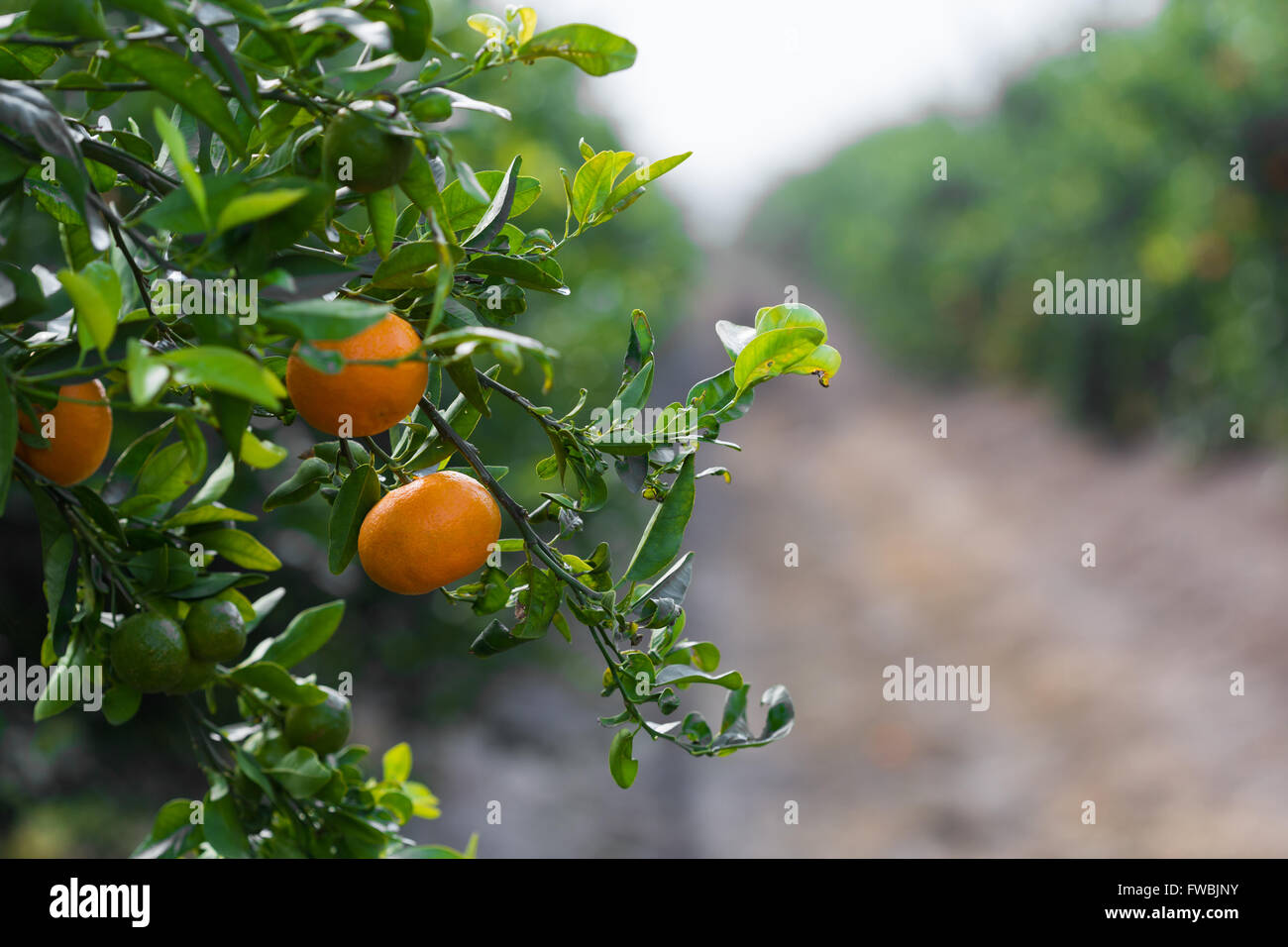 tangerines growing on a tree in the garden Stock Photo Alamy