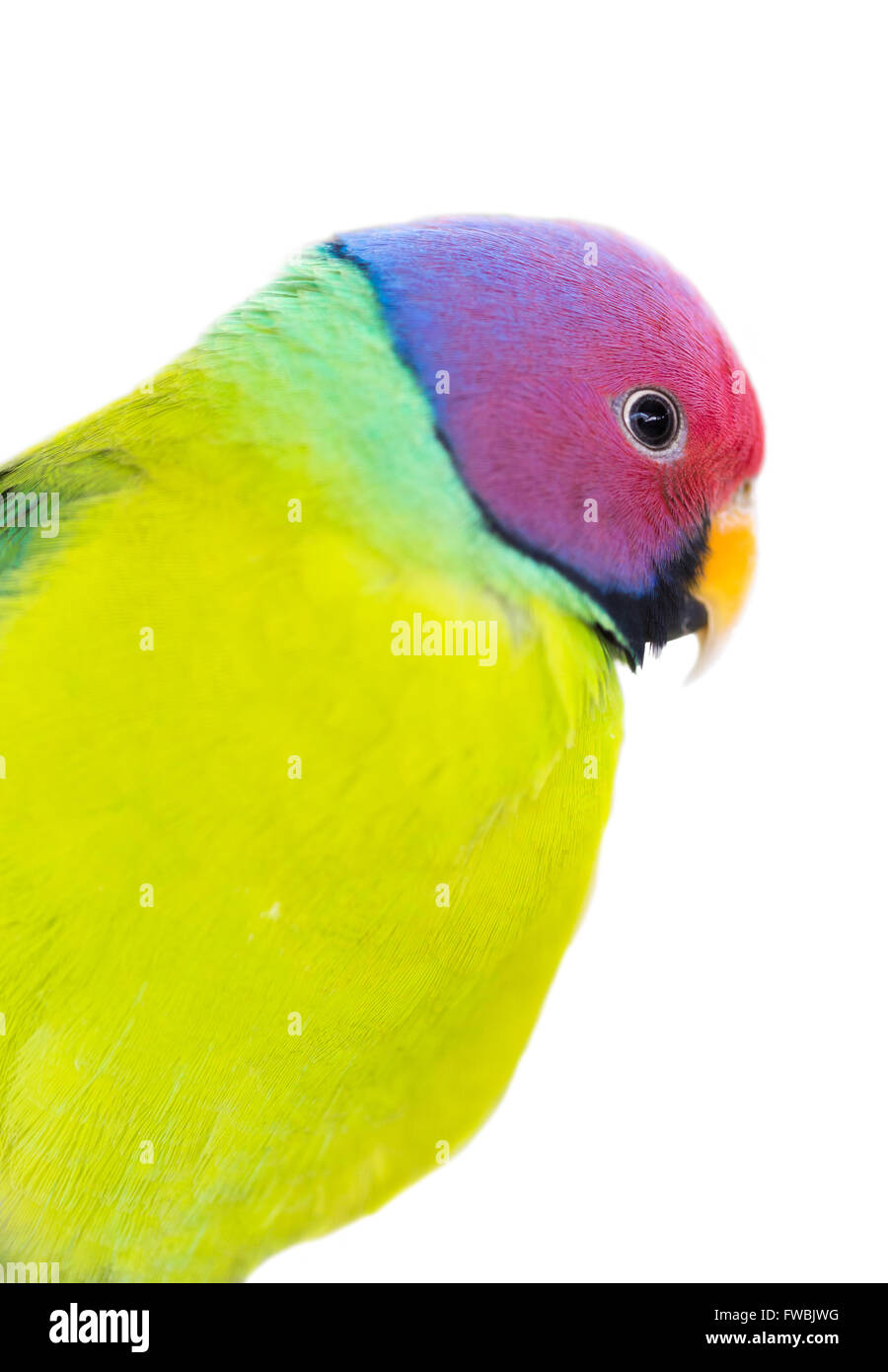 the exotic colorful birds on a white background Stock Photo