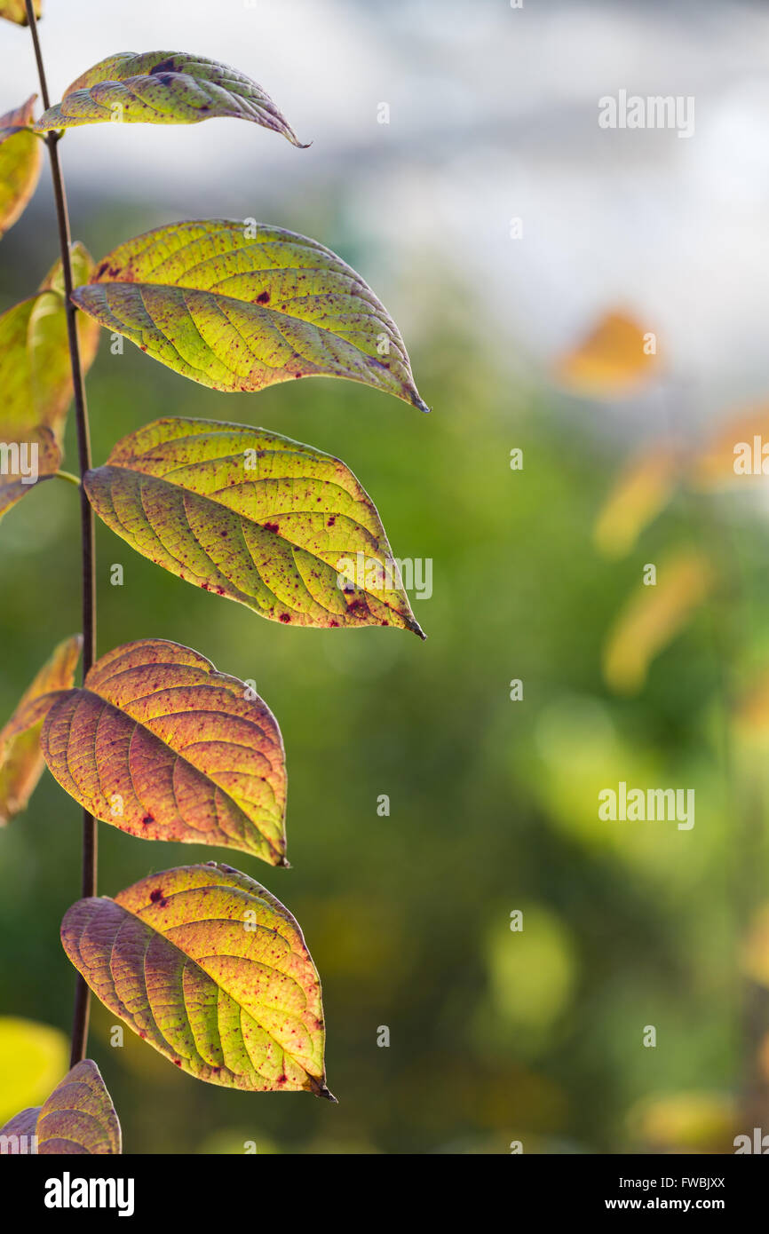 of the tree branch with green leaves Stock Photo - Alamy