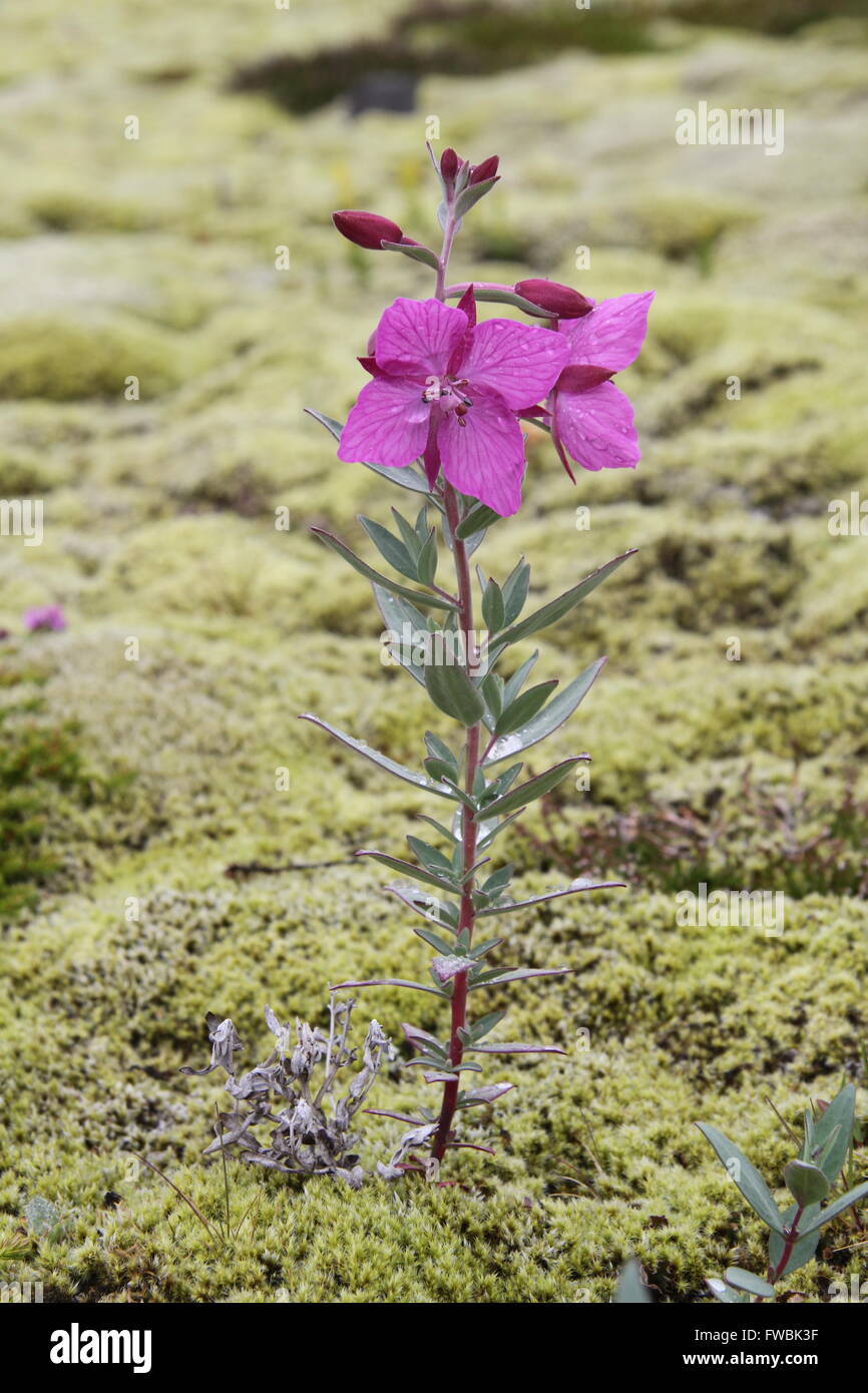 Arctic Riverbeauty (Chamerion latifolium) - Skaftafellsá, Iceland Stock Photo