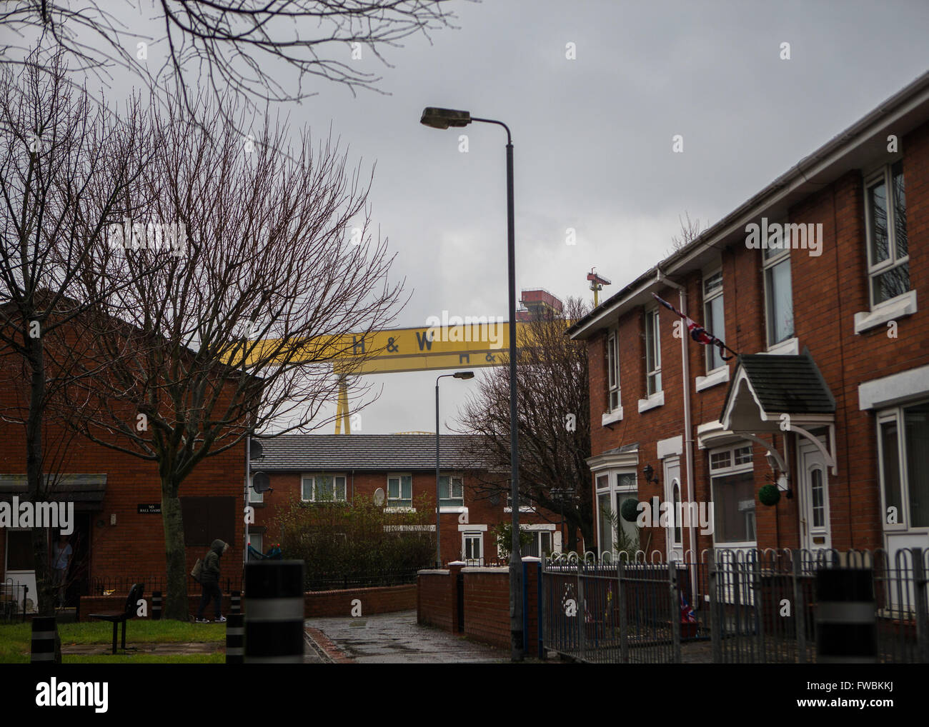 Samson and Goliath dominate the Belfast skyline Stock Photo Alamy