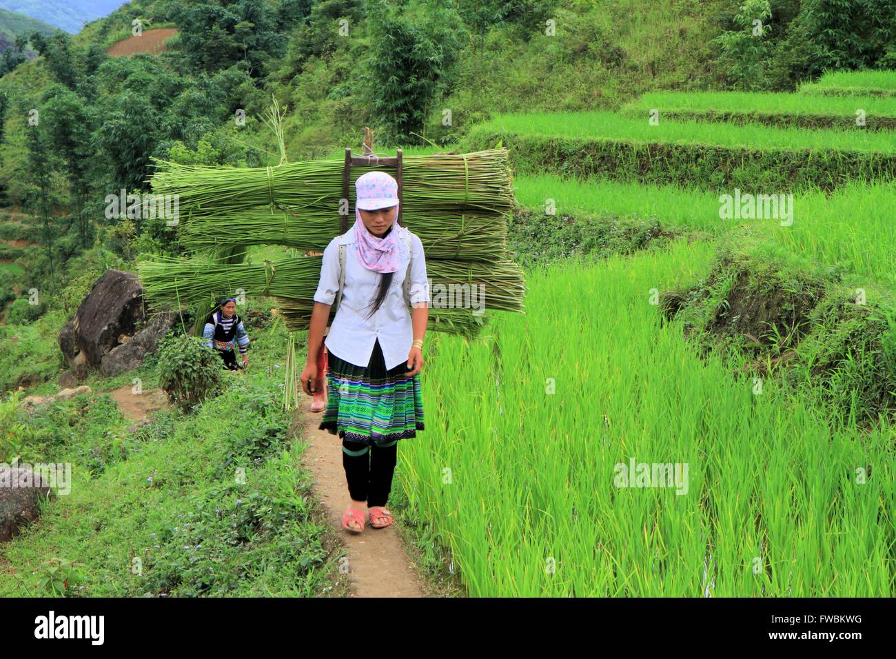 Woman carrying wicker, in rice terrace fields, Sapa surroundings, Vietnam, Asia Stock Photo