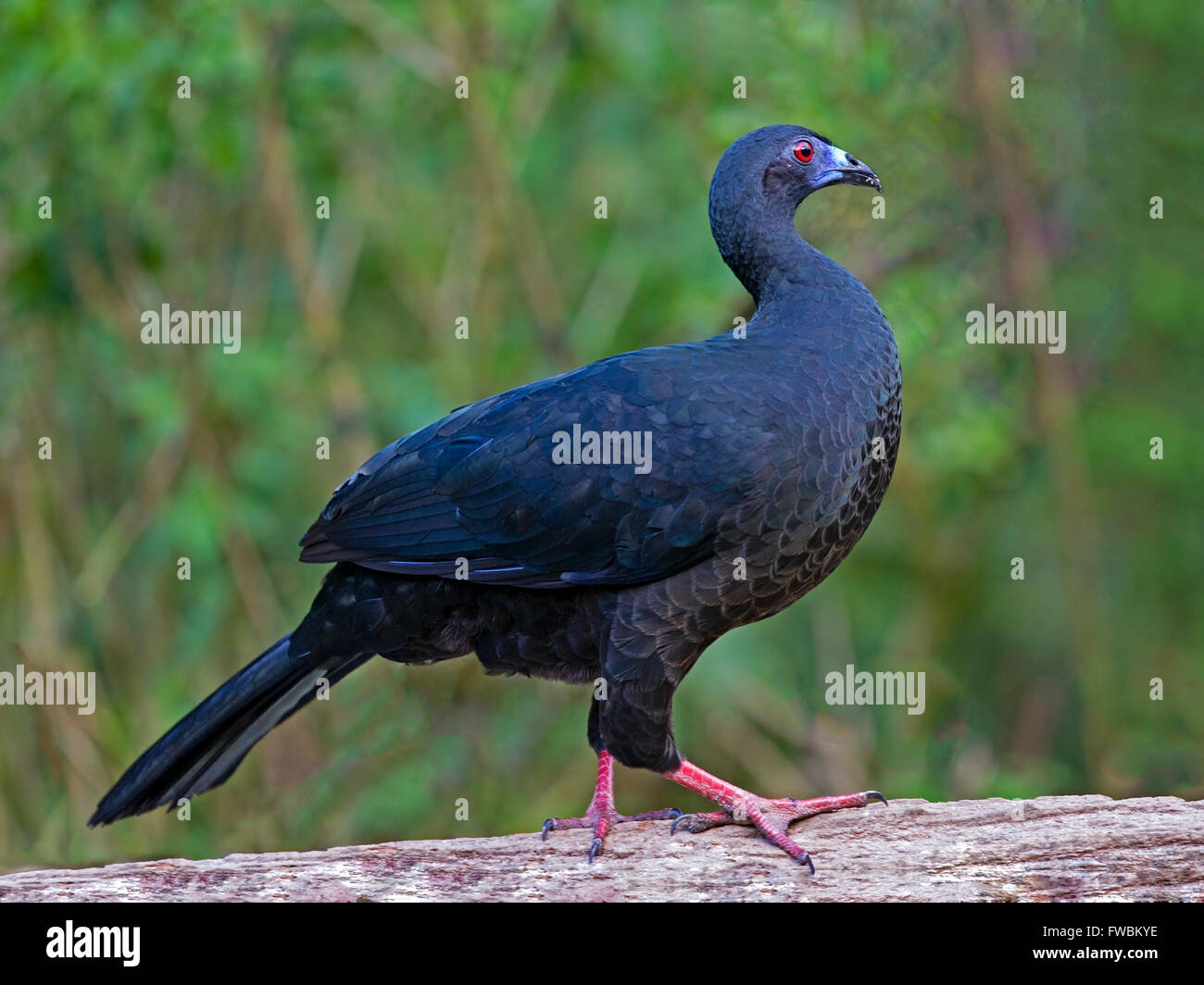 Black guan standing Stock Photo