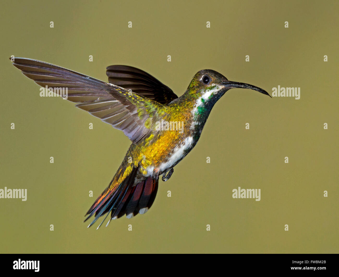Female green-breasted mango hummingbird hovering Stock Photo