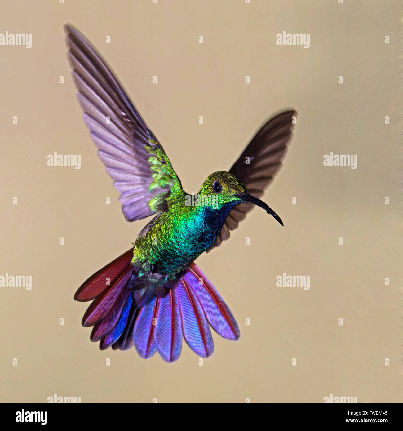 Male green-breasted mango hummingbird hovering Stock Photo