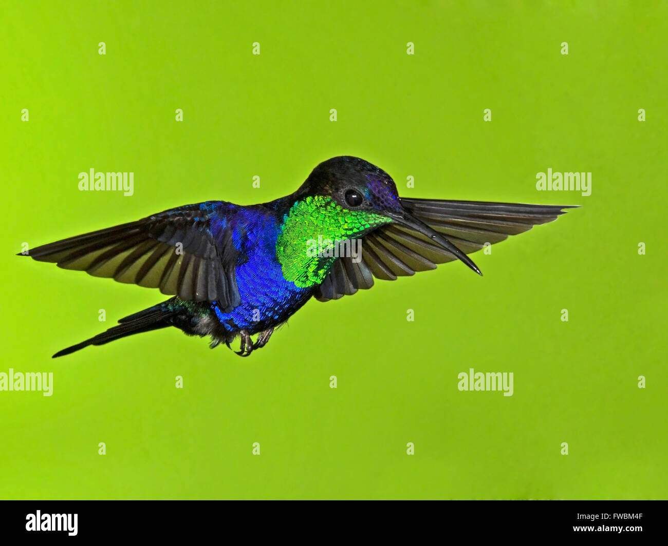Male violet-crowned woodnymph hummingbird hovering Stock Photo - Alamy