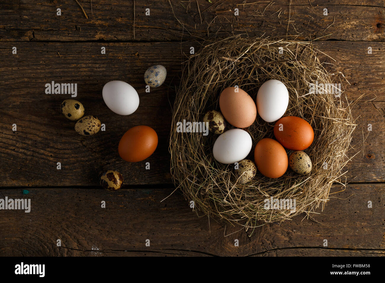Fresh chicken and quail eggs in a nest on a wooden rustic background ...