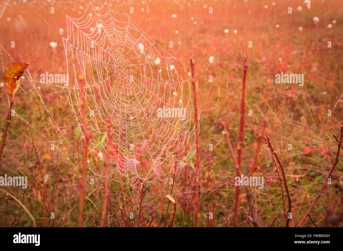 A dew laden spider web in the early morning hours at Cranberry Glades Botanical Area, West Virginia. Stock Photo