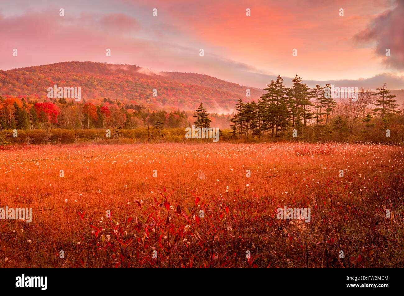 Early morning reveals a thin layer of fog hangs over the hills surrounding the wild cranberry bogs of West Virginia. Stock Photo