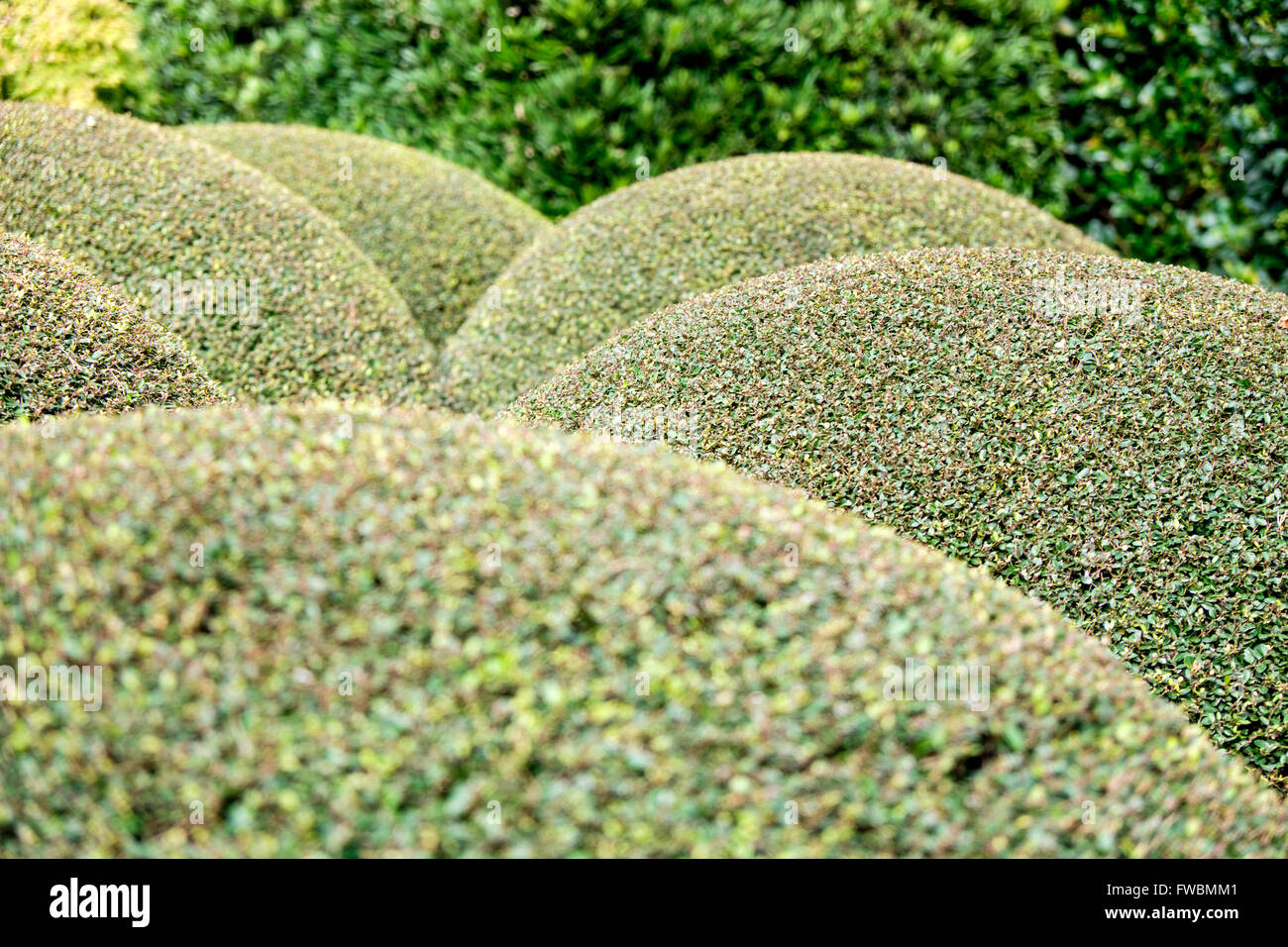 Rounded hedge topiary in gardens of Calhoun Mansion, Meeting Street