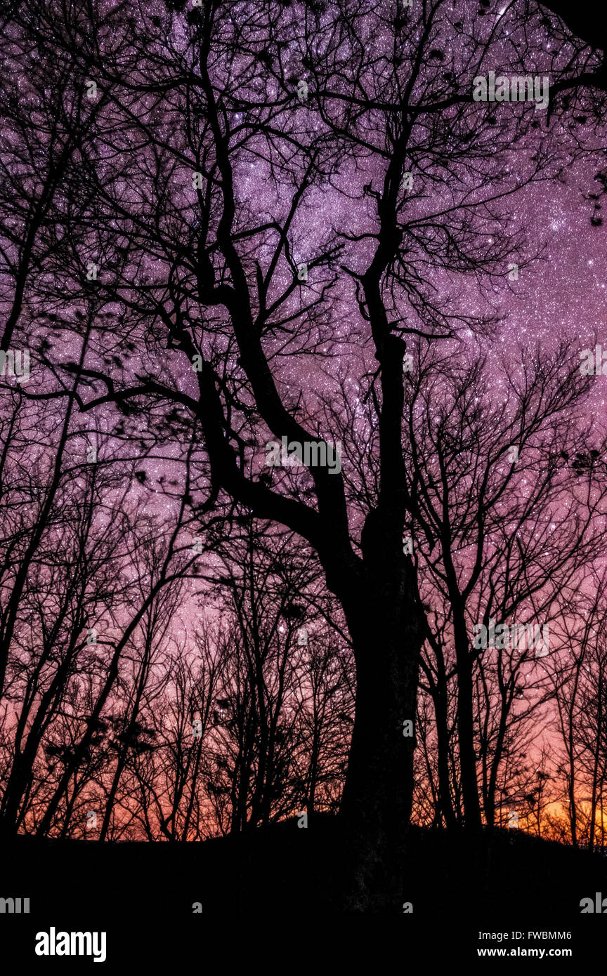 A silhouetted tree with thick twisting branches stands out in front of the pack under a deep and starry West Virginian sky. Stock Photo