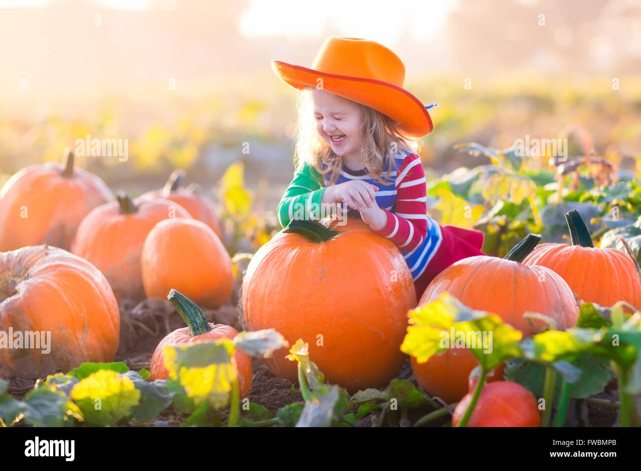 Little girl picking pumpkins on Halloween pumpkin patch. Child playing ...