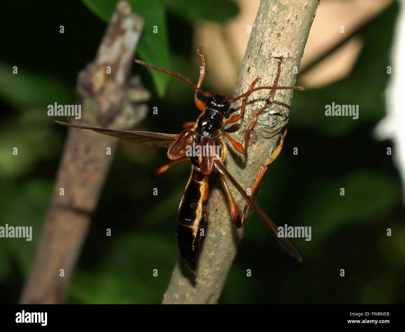 Longhorn beetle (long-horned, longhorn beetles, longicorns) Necydalis major, Necydalinae. Stock Photo
