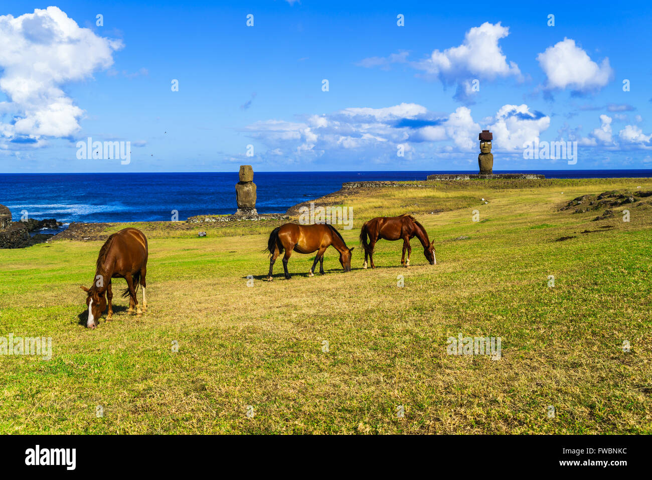 Horses grazing at Ahu Tahai and Ahu Ko Te Riku in Tahat Archeological Complex, Easter Island, Chile Stock Photo