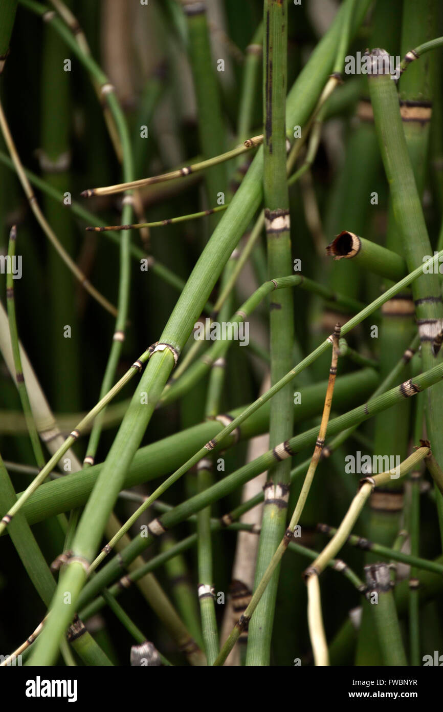Close up of a tangled thicket of green bamboo Stock Photo