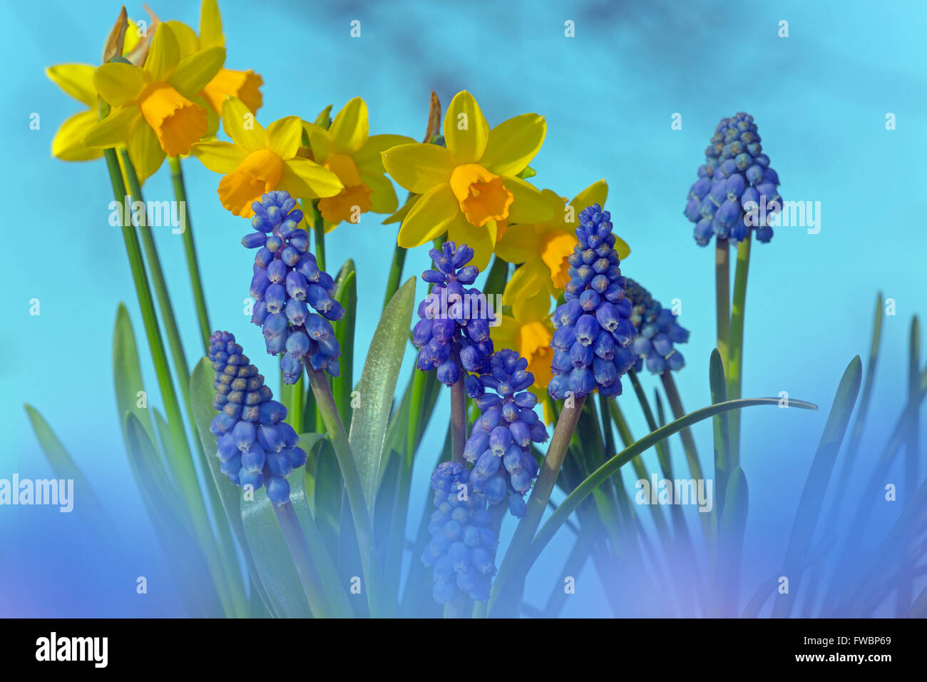 Daffodils and grape hyacinths hires stock photography and images Alamy